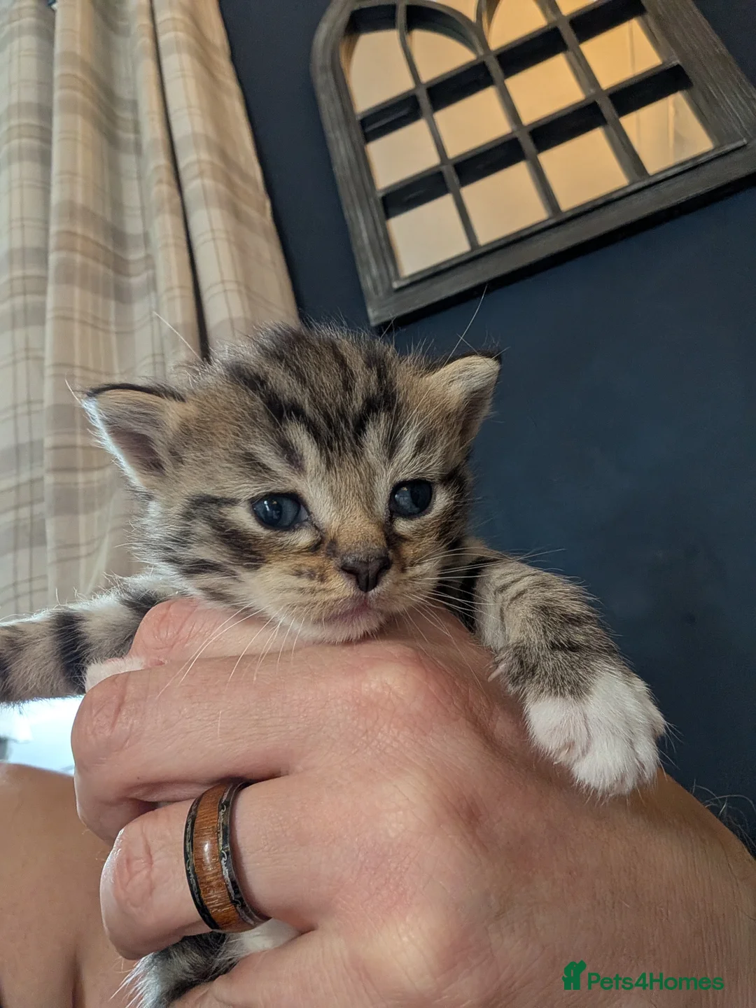 Mixed Breed cats for sale: 8 beautiful kittens - Advert 2