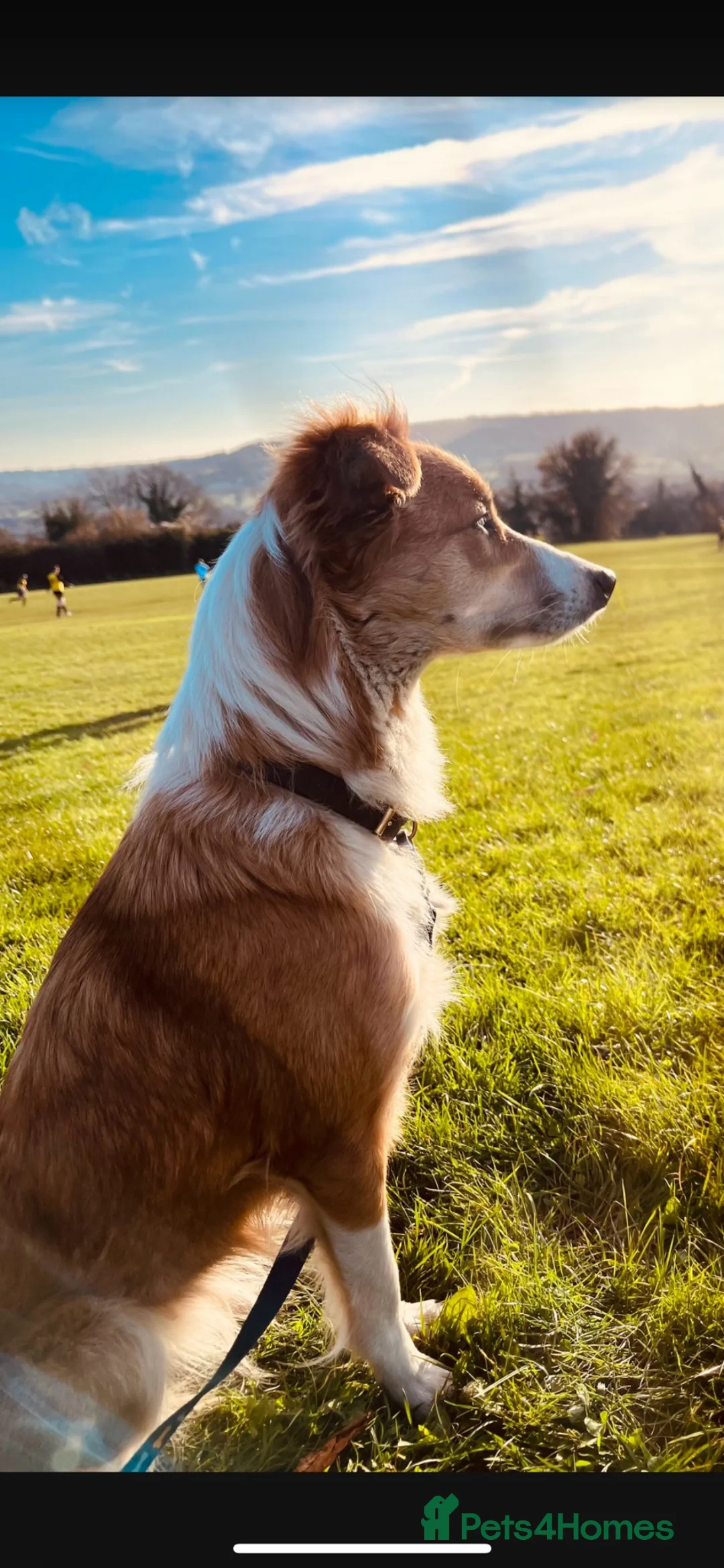 Border Collie dogs for sale: Beautiful border collie puppies - Advert 1
