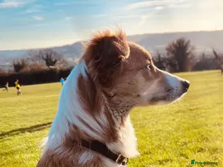 Border Collie dogs Beautiful border collie puppies - Advert 9