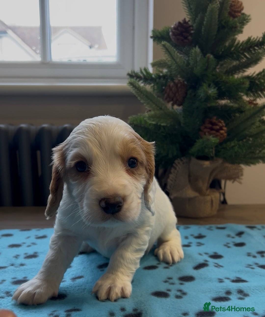 Cocker Spaniel dogs for sale: ✨Beautiful Cocker Spaniel Puppies✨ - Advert 29