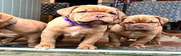 Dogue De Bordeaux dogs for sale: 🌟 UK Champion Parents - Puppies Due 🌟 - Advert 2
