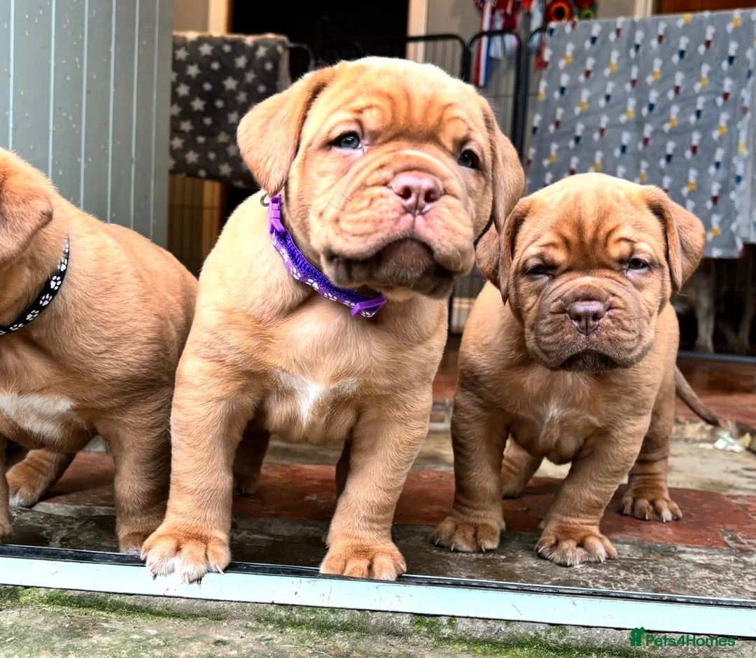 Dogue De Bordeaux dogs for sale: 🌟 UK Champion Parents - Puppies Due 🌟 - Advert 2