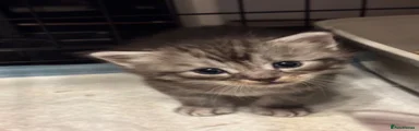 Ragcoon 1 boy