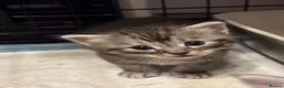 Ragcoon cats for sale: 🐾 Adorable RAGCOON Kittens ! 🐾 - Advert 18