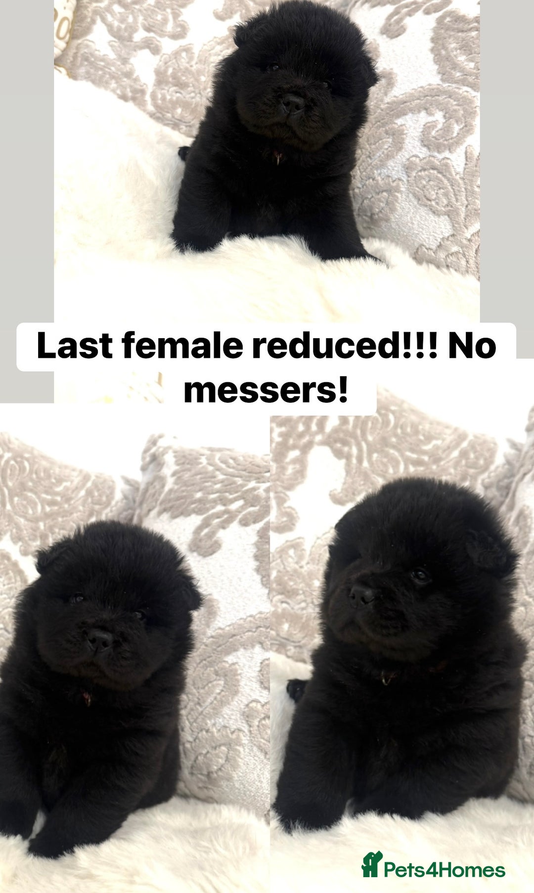 Chow Chow dogs for sale: Last female reduced! Ready to leave now!!  - Advert 2