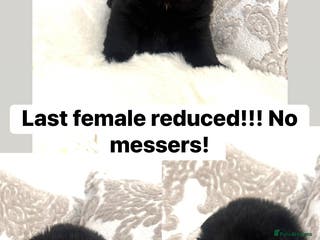 Chow Chow dogs Last female reduced! Ready to leave now!! - Advert 5