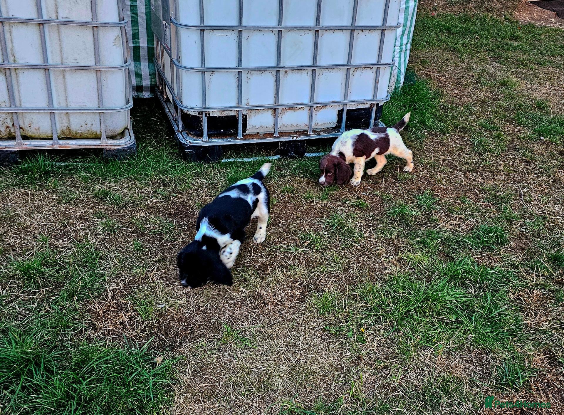 English Springer Spaniel dogs 4 KC Springer Spaniel Puppies docked & dew claws - Advert 16