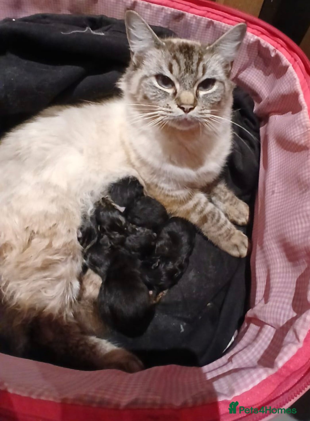 Mixed Breed cats for sale: 4 wonderful kittens, tabby and cute - Image 7