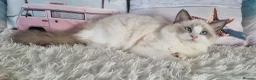 Ragdoll cats for sale: 💕Beautiful TICA Ragdolls Kittens 💕 - Advert 37