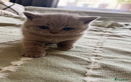 British Shorthair cats for sale: Gorgeous Kittens Ready to Find Their Forever Homes - Image 6