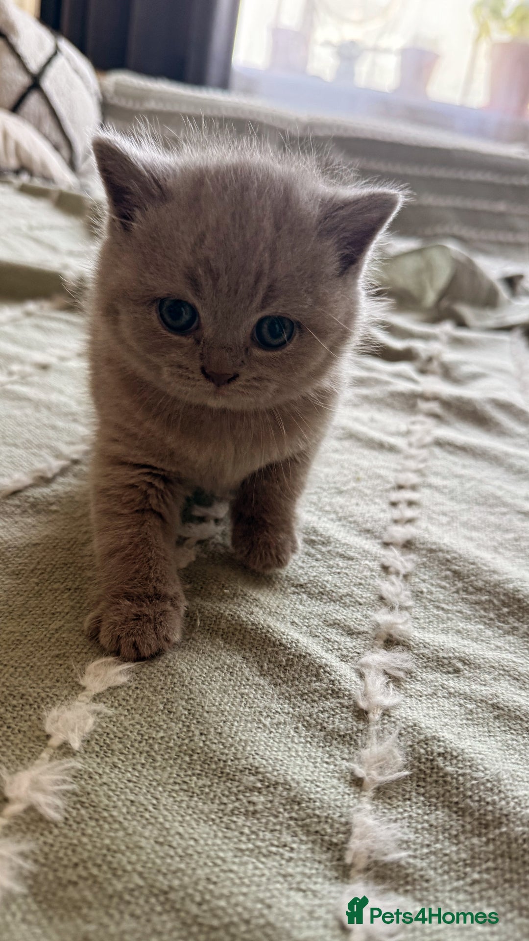 British Shorthair cats for sale: Gorgeous Kittens Ready to Find Their Forever Homes - Image 6