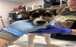 Mixed Breed dogs for adoption: 🍶Milkshake🍶 needs a home!  - Image 10