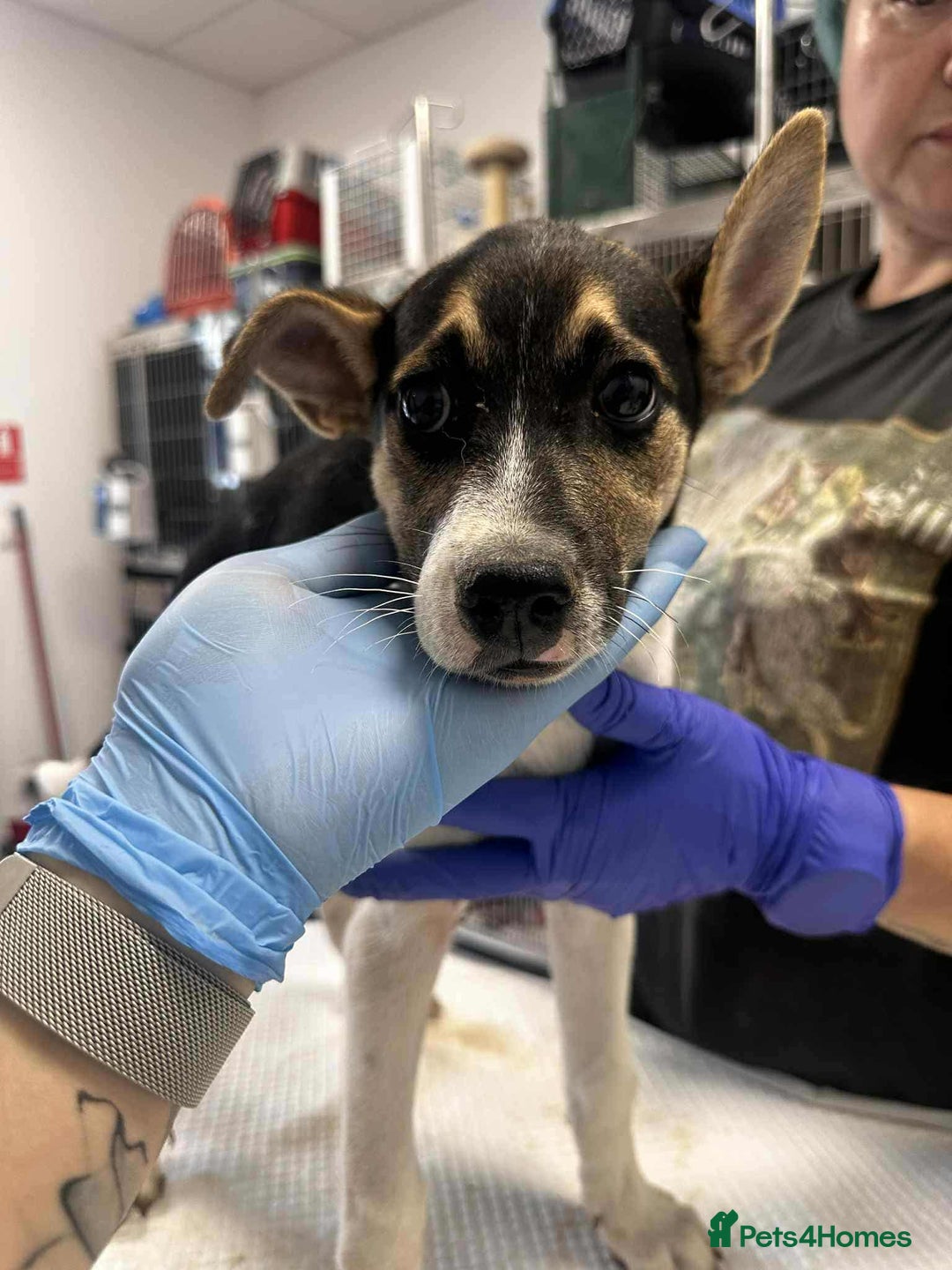 Mixed Breed dogs for adoption: 🍶Milkshake🍶 needs a home!  - Image 10