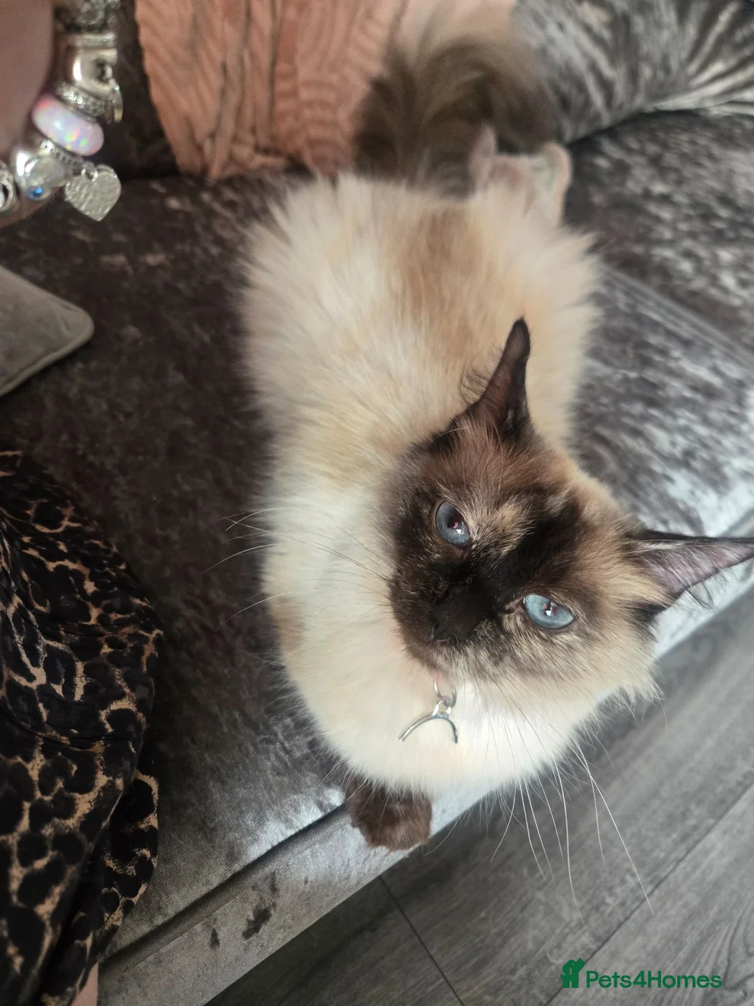 Ragdoll cats for sale: Half ragdoll fluffy beautiful babies - Advert 12