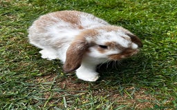 Mini Lop rabbits for sale: mini lops  - Image 2