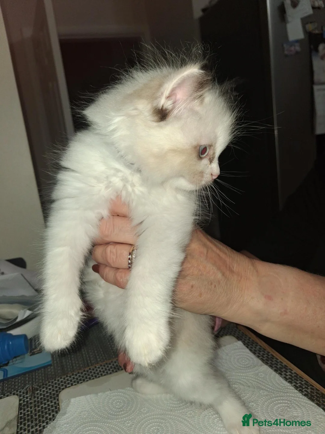 Ragdoll cats for sale: Beautiful GCCF registered Ragdoll kittens  - Advert 23