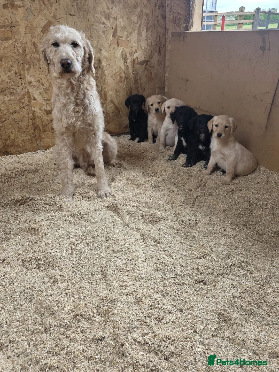 Labradoodle dogs 6 month old black labradoodle male black - Advert 1
