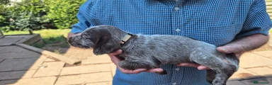 Mixed Breed 1