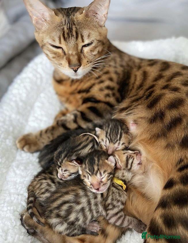 Bengal cats for sale: Beautiful Bengal Kittens Wild Looks, Loving Hearts - Advert 3