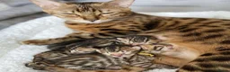 Bengal cats for sale: Beautiful Bengal Kittens Wild Looks, Loving Hearts in Birmingham - Advert 1