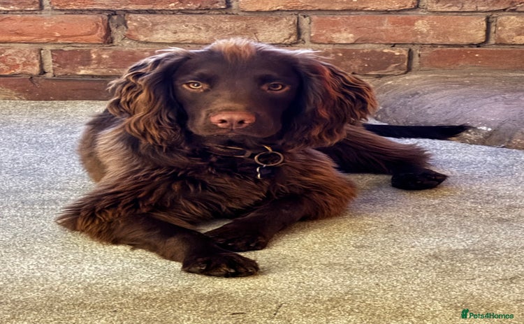 Sprocker dogs - Advert 1