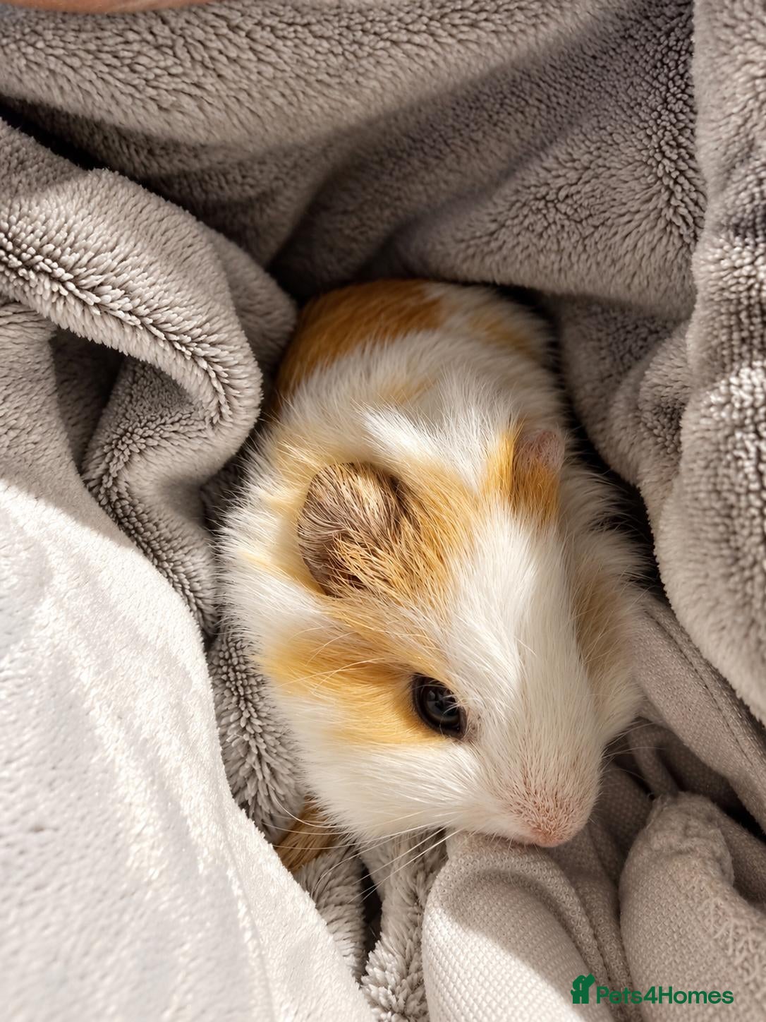 Guinea Pig rodents 🐹 Gorgeous Bi-Colour English Crested Boy 🐹 - Advert 2