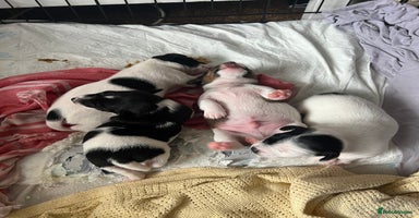 Jack Russell dogs - Advert 15