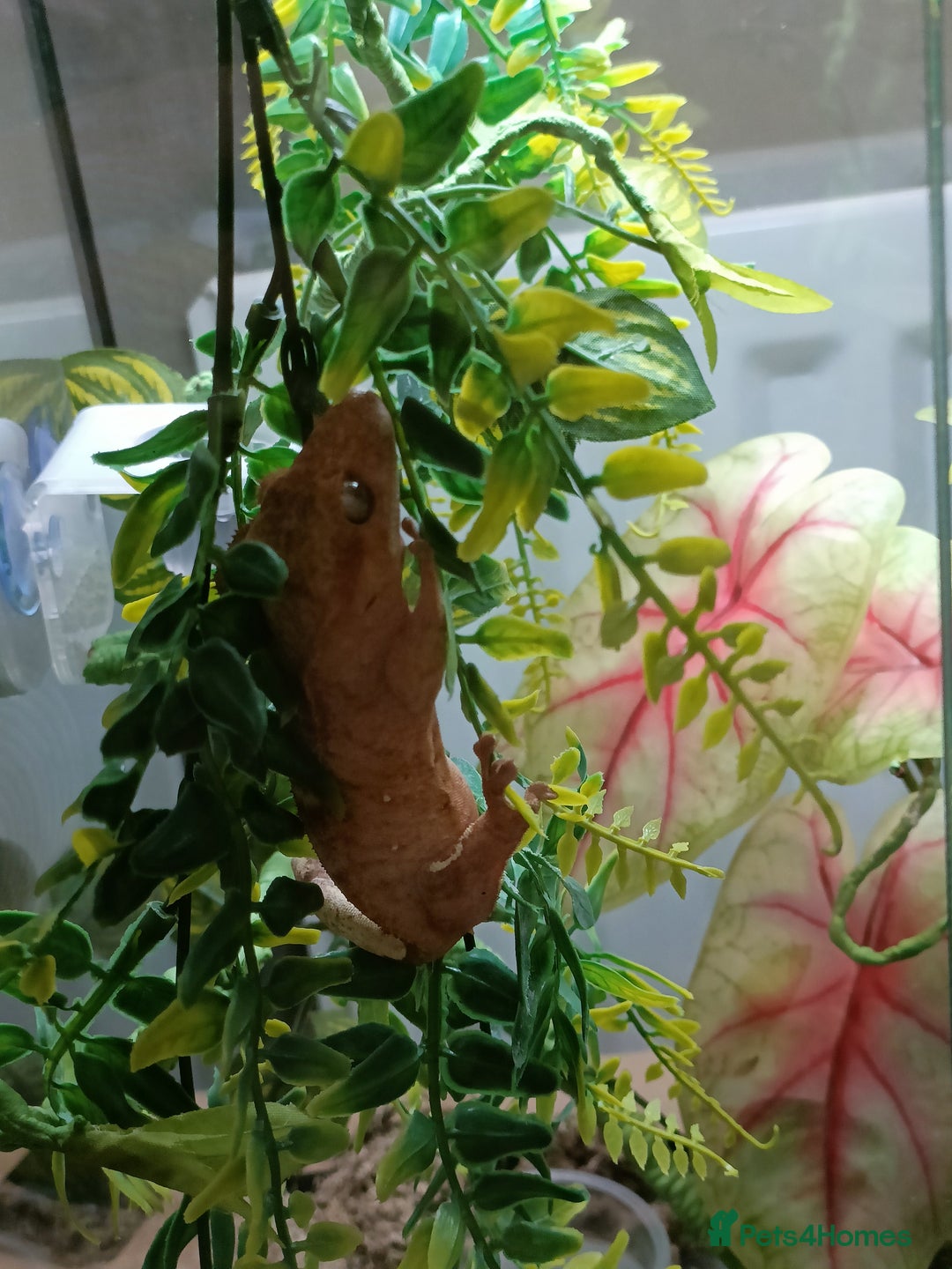 Gecko reptiles for sale: 2 Crested Geckos  - Image 5