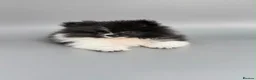 Pomeranian dogs for sale: Pomeranian’s  - Advert 5