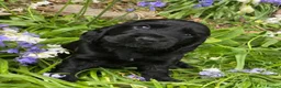 Cocker Spaniel dogs for sale: Therapy calm KC registered show cockers  - Advert 8