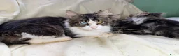 Maine Coon cats for sale: TICA registered Maine Coon Boy - Advert 7