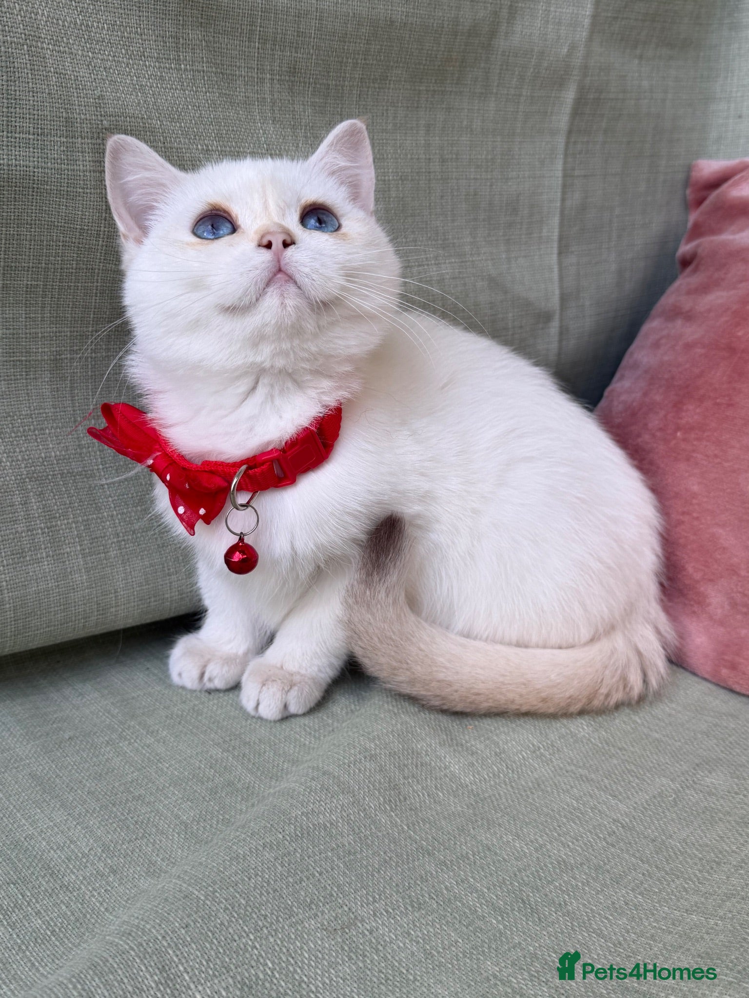 British Shorthair cats  British shorthai goldenkittens odd/blue eyed GCCF - Advert 10