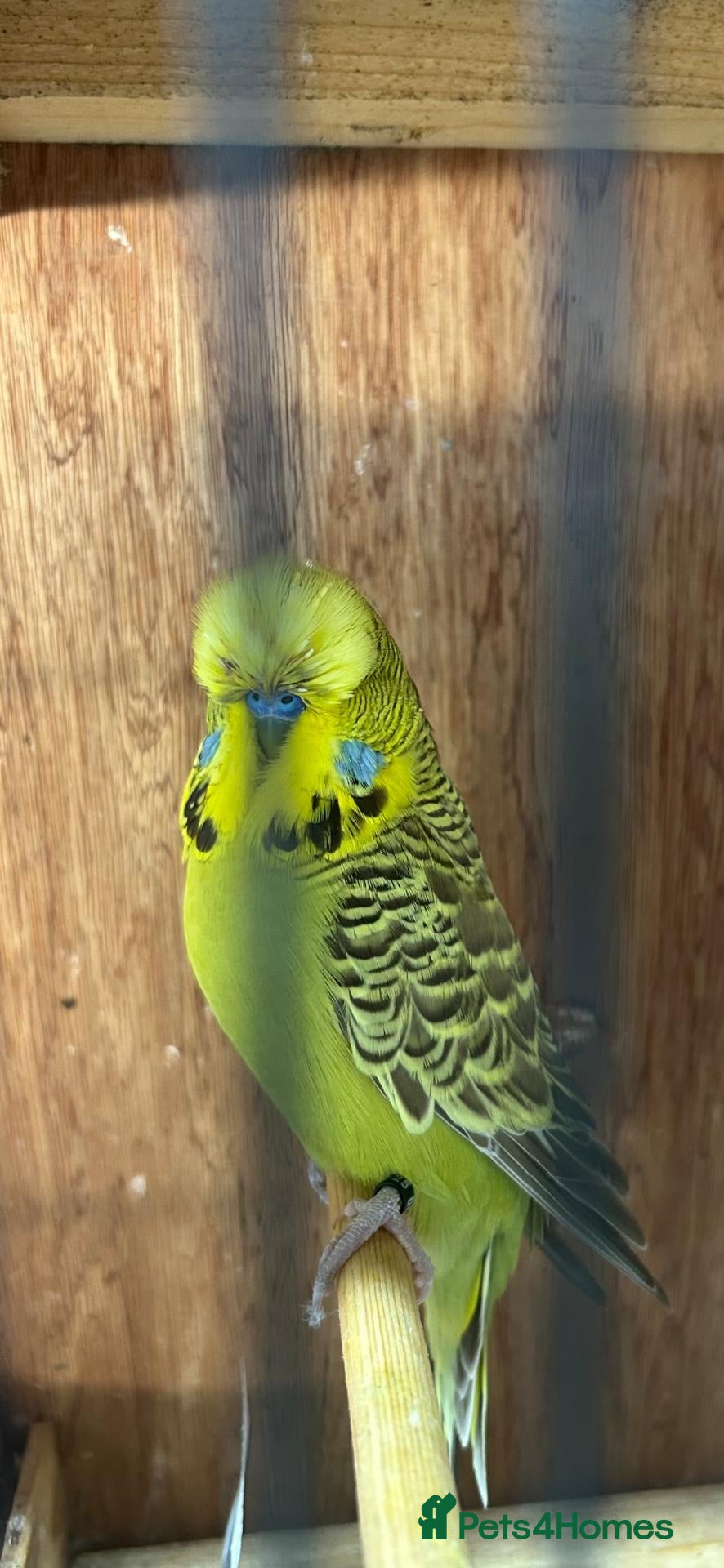 Budgerigars birds Budgies for sale - Advert 1