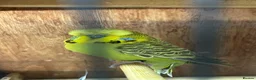 Budgerigars birds for sale: Budgies for sale - Advert 1