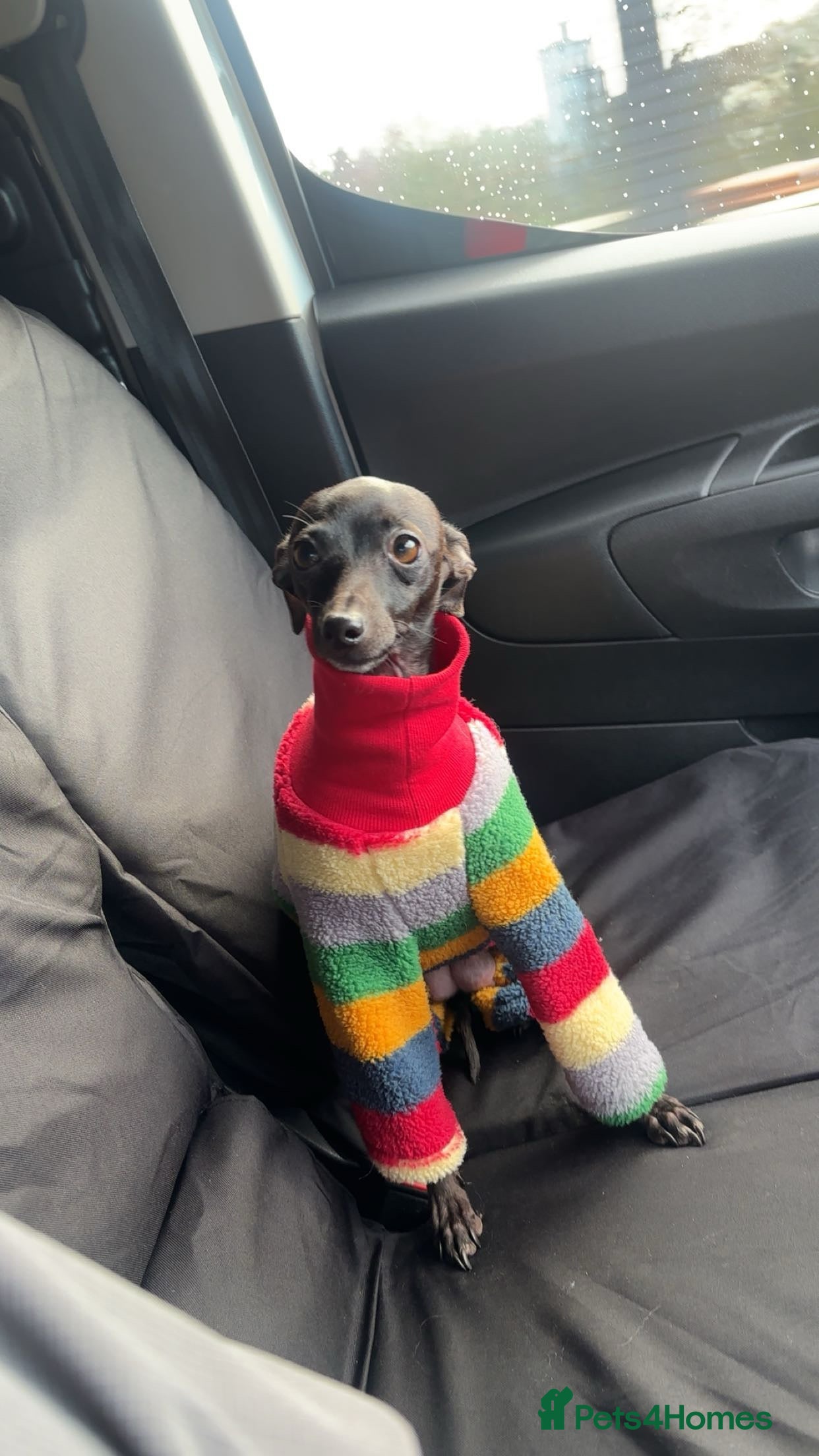 Italian Greyhound dogs Stunning Italiangreyhound puppy  - Advert 15