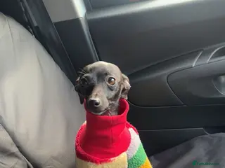 Italian Greyhound dogs Stunning Italiangreyhound puppy - Advert 15