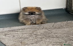 Pomeranian dogs for sale: Pomeranian  puppies  - Image 32