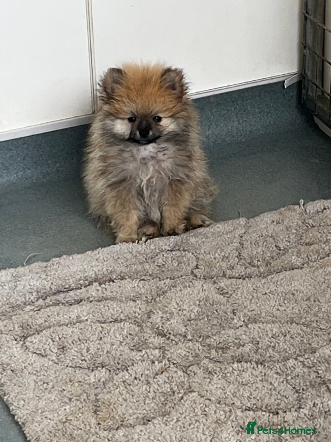 Pomeranian dogs for sale: Pomeranian  puppies  - Image 32