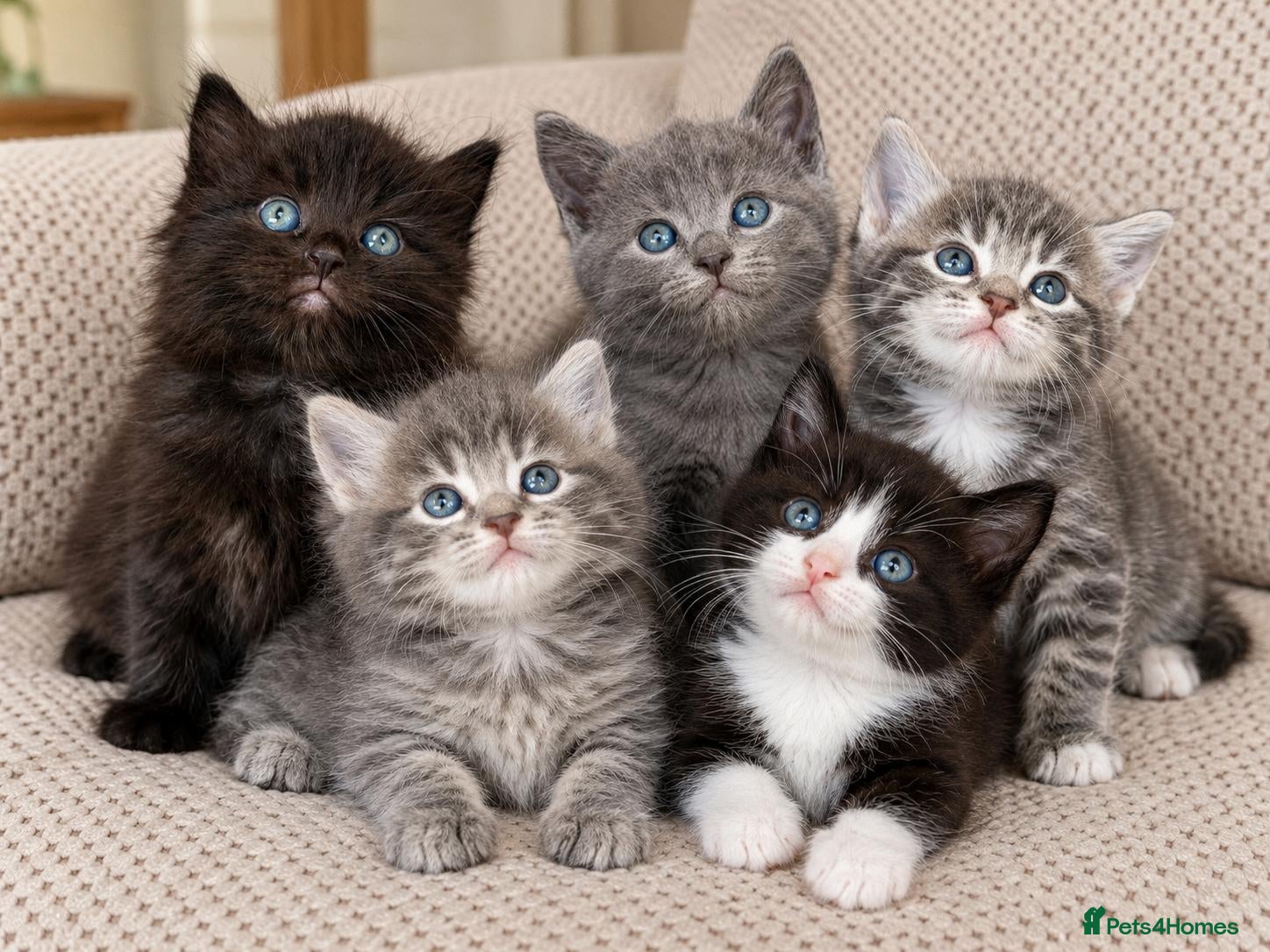 Mixed Breed cats for sale: Gorgeous 5 Adorable Kittens Ready For Home 💕 - Advert 1