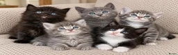 Mixed Breed cats for sale: Gorgeous 5 Adorable Kittens Ready For Home 💕 - Advert 1