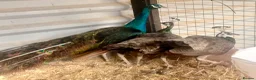 Peafowl poultry for sale: Peacock and peahens trio for sale - Advert 3