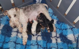 Mixed Breed dogs for sale: ABSOLUTELY STUNNING FOXYPOO PUPPIES - Image 21