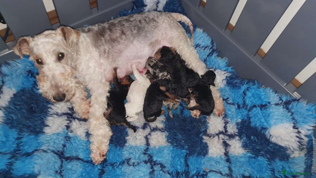 Mixed Breed dogs for sale: ABSOLUTELY STUNNING FOXYPOO PUPPIES - Image 21