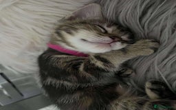 Maine Coon cats for sale: ✨2 Boys and 3 Girls Maine Coon kittens ✨🐾 - Image 31