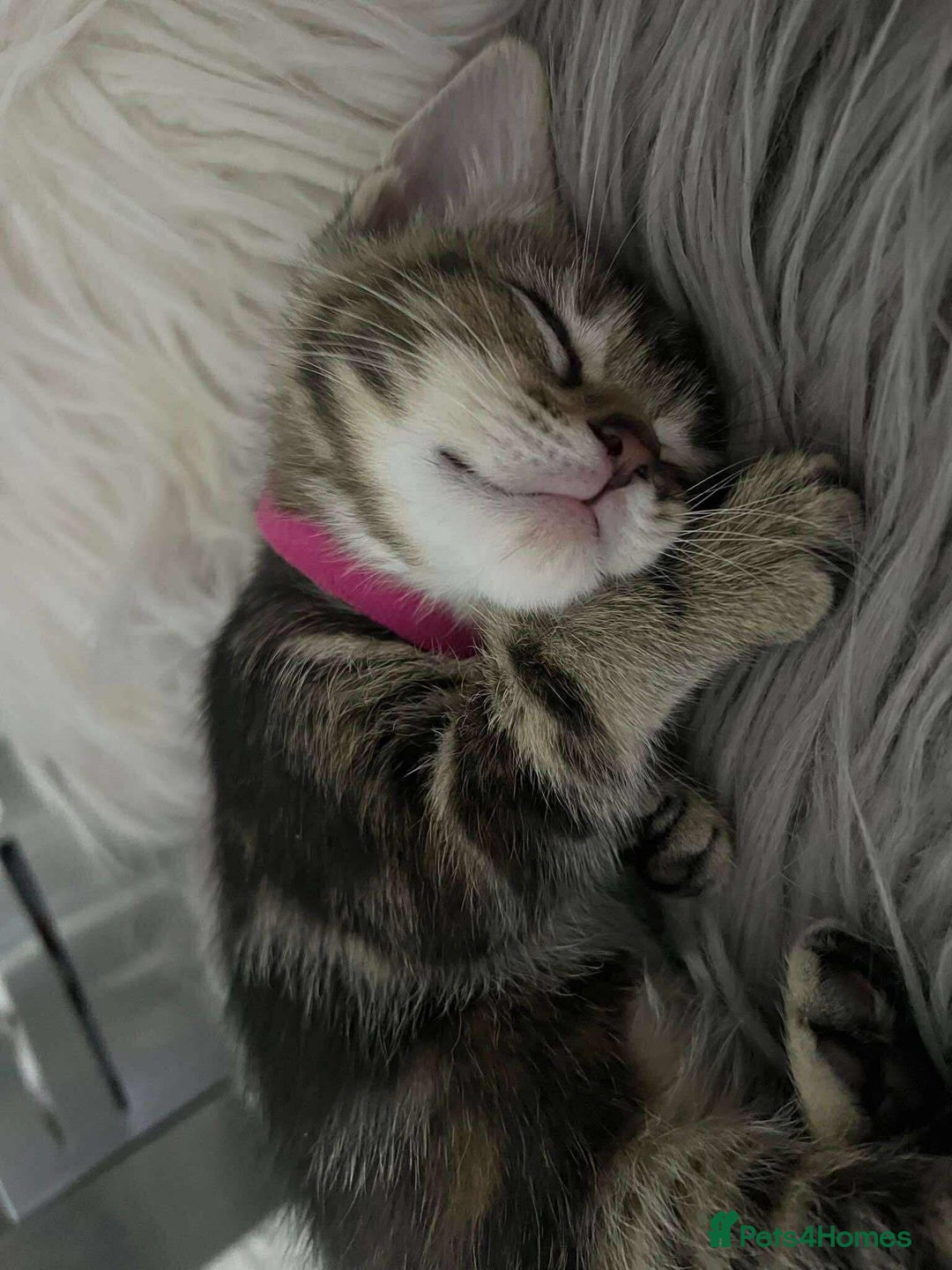 Maine Coon cats for sale: ✨2 Boys and 3 Girls Maine Coon kittens ✨🐾 - Image 31