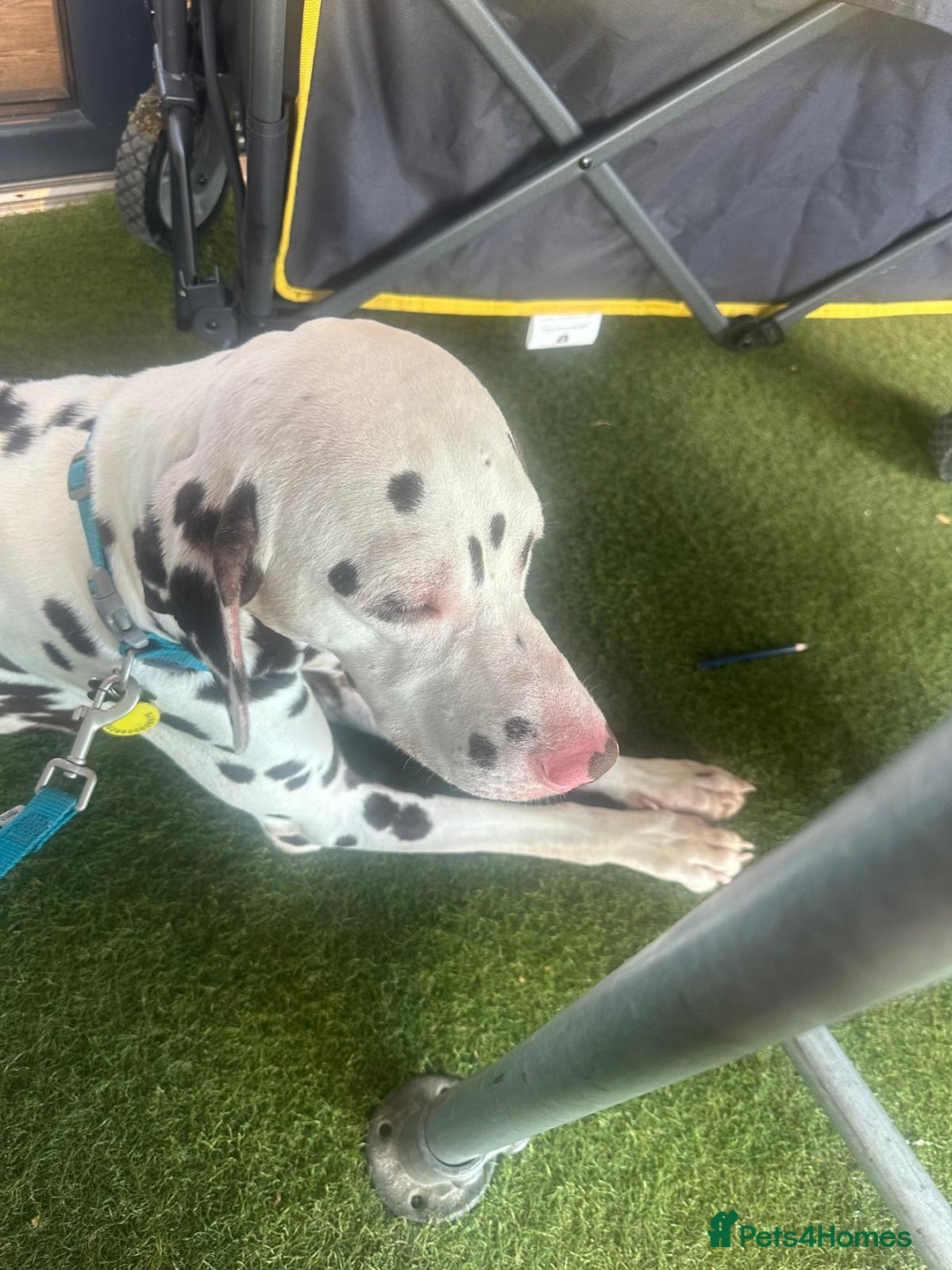 Dalmatian dogs for sale: Looking to rehome my Dalmation male  - Image 2