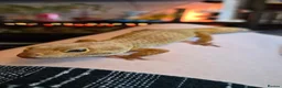 Leopard Gecko reptiles for sale: Leopard Gecko with full setup - Advert 6