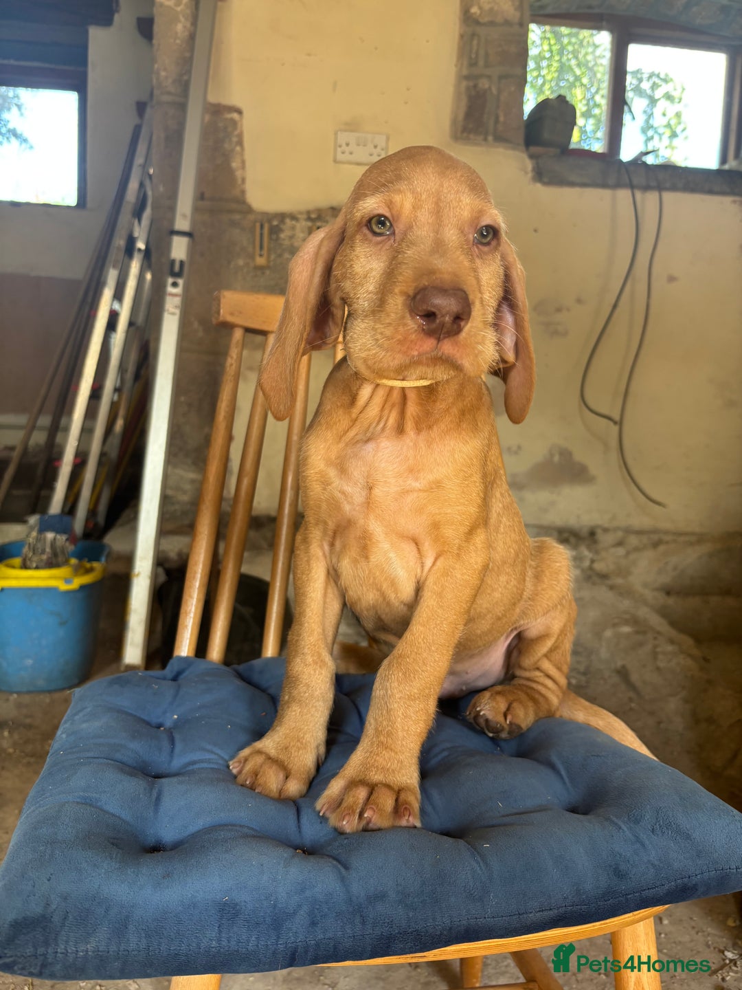 Hungarian Vizsla dogs for sale: Wire haired vizsla X  - Image 20