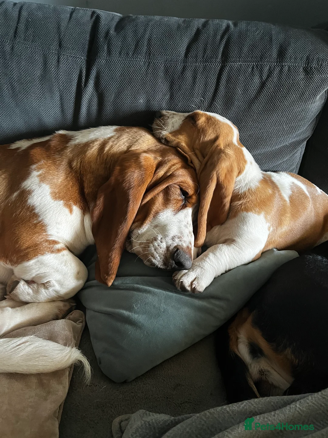 Basset Hound dogs for stud: Kc reg red and white proven Basset for stud in Cullompton - Advert 18