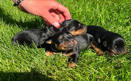 Rottweiler dogs for sale: 📅Healthy&Well-Socialised Rottweiler Pups📍 - Image 3